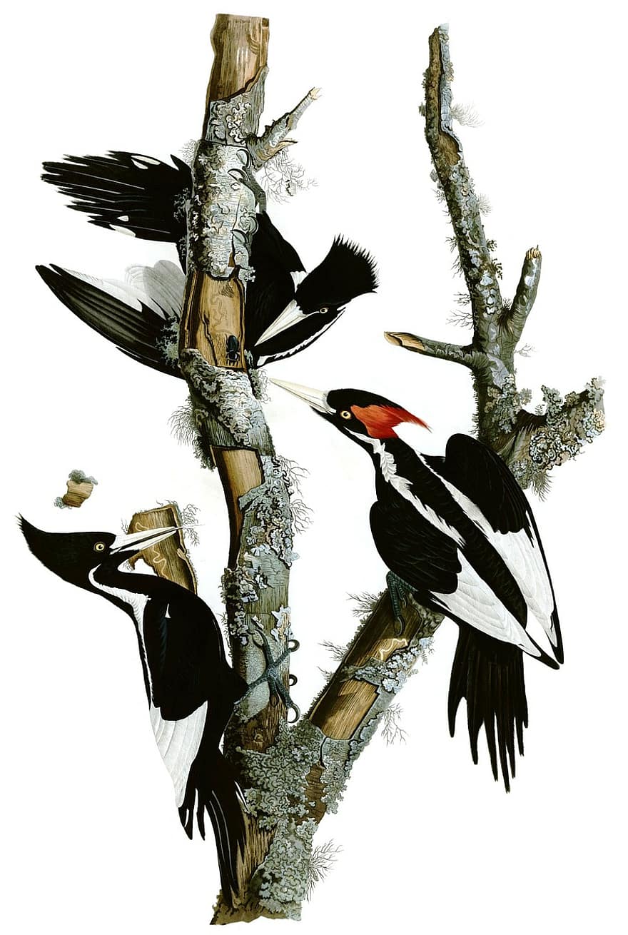 pica-pau, Sr. Pica-pau, Ivory Woodpecker, Campephilus Principalis, Campephilus Imperialis, Pica-pau imperial, pássaro, desenhando