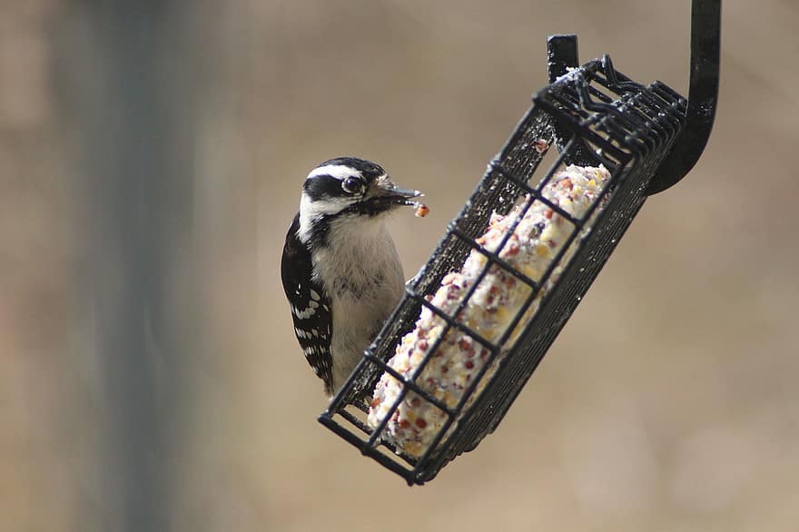 Downey Woodpecker, mangiatoia per uccelli, Birdwatching nel cortile, sugna, natura, cortile, arroccato