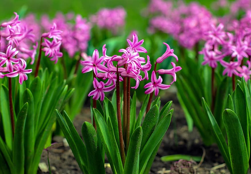 bloemen, hyacint, roze bloemen, natuur, tuin-, de lente, fabriek, bloem, detailopname, groene kleur, zomer