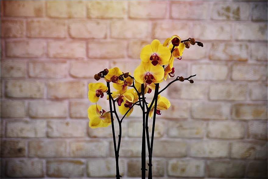 orquídies, flors, flors grogues, pètals, pètals grocs, naturalesa, flor, florir, planta, groc, primer pla