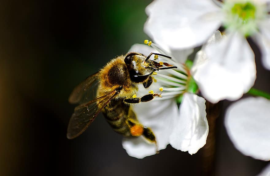 пчела, насекомо, цвете, медна пчела, нектар, растение, природа, макро, едър план, опрашване, цветен прашец