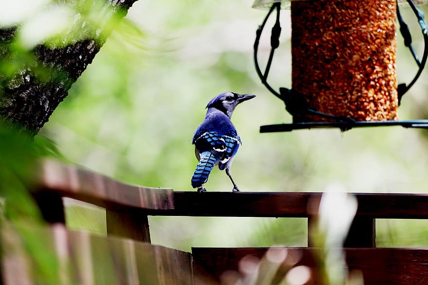 Blue Jay, kuş, Kuş besleyici, tünemiş, alakarga, hayvan, yaban hayatı, tüyler, arka bahçe, doğa