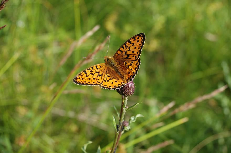 Butterfly, Fritillary, Plant, Insect, Wings, Animal, Orange Butterfly, Meadow, Nature, Closeup