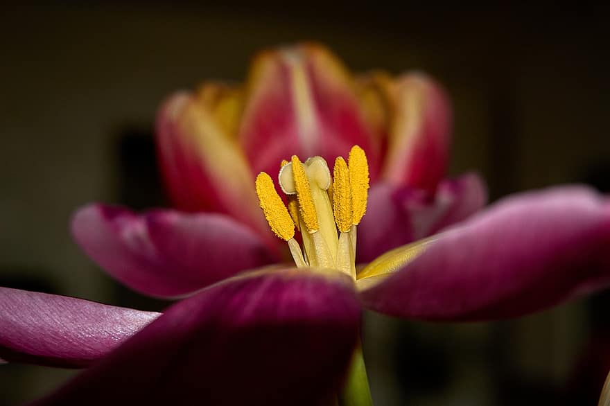 tulipano, fiore, pianta, fiorire, fioritura, natura, avvicinamento, pistilli, polline, nettare, macro