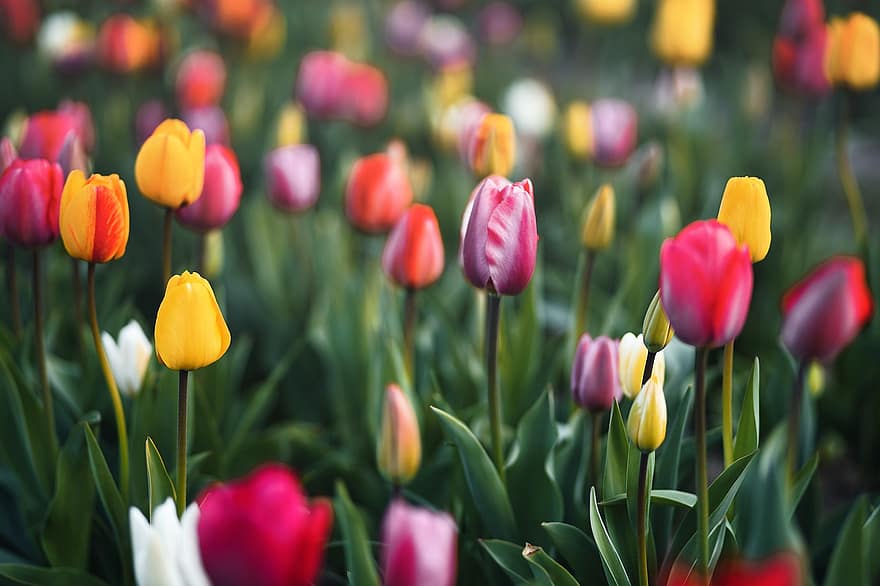 tulipas, flores, campo, Primavera, flores da primavera, tulipa, flor, primavera, cor verde, plantar, multi colorido