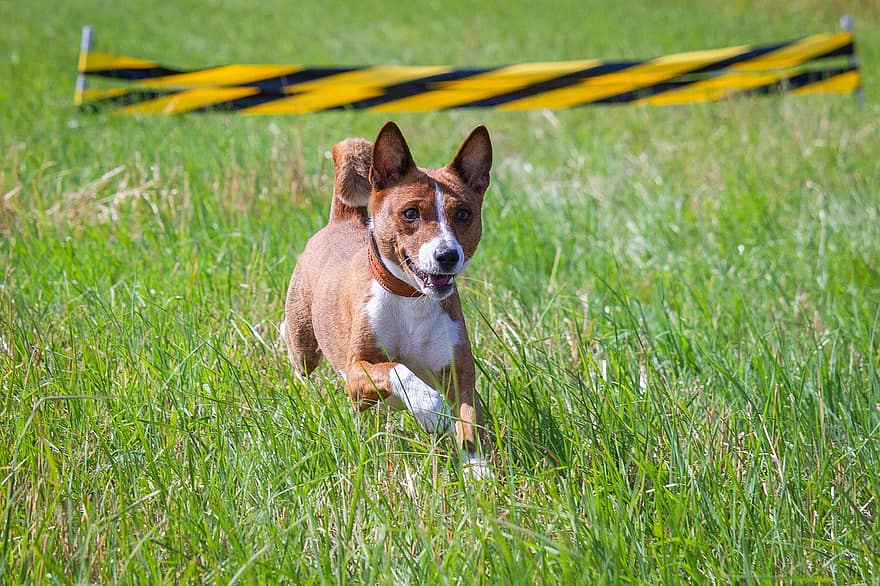 Basenji, куче, бягане, поле, на открито, активен, животно, ловкост, атлетичен, кучешки, конкуренция