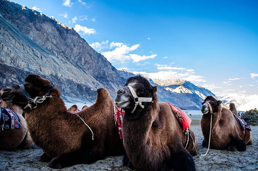 camellos, Valle, montañas, Himalaya, animales, mamíferos, descanso, cordillera, naturaleza, turismo, ladakh