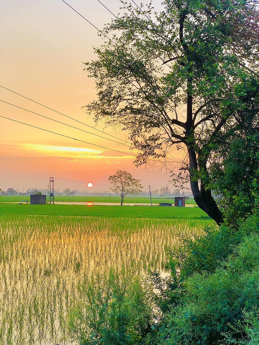 Sonnenuntergang, Sonnenaufgang, Natur, Himmel, Feld, Gras, Indien, Landwirtschaft, Sommer-, ländliche Szene, Bauernhof