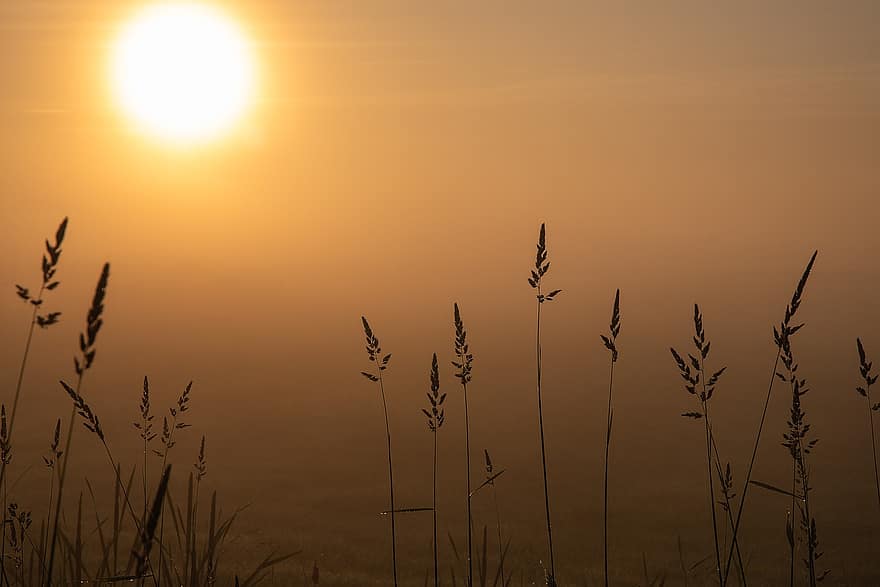 amanecer, hierba, niebla, naturaleza, luz del sol, Mañana, paisaje