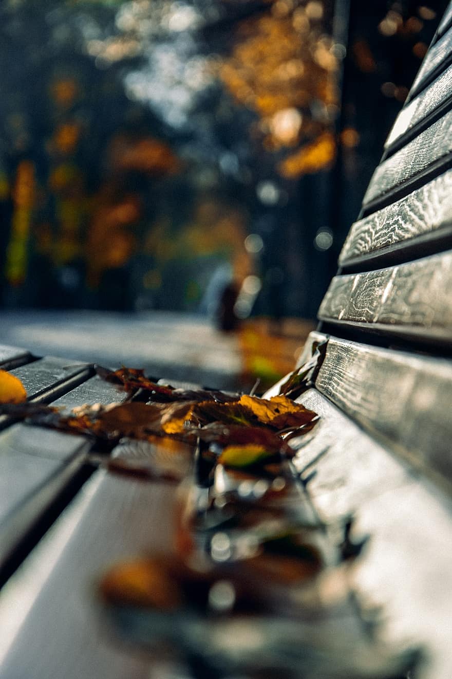 пейка, листа, есен