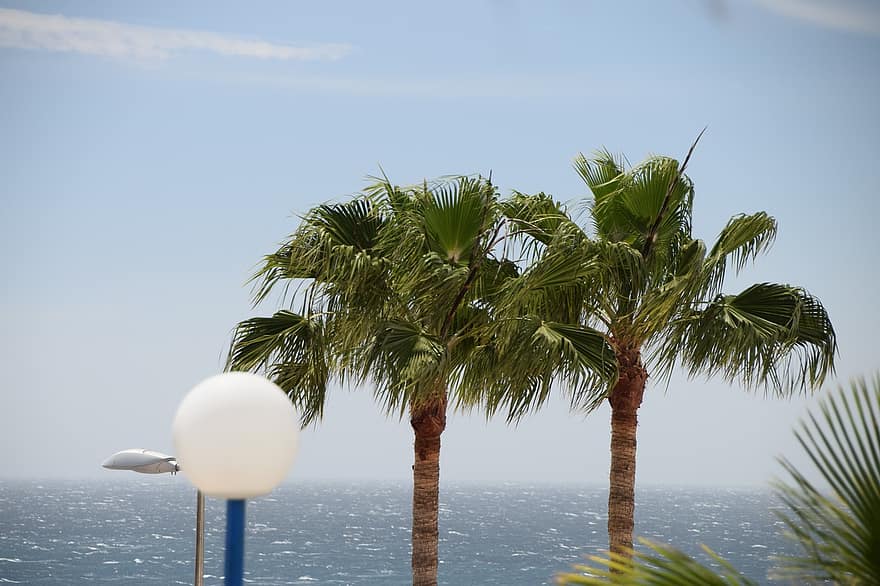 खजूर के पेड़, स्पेन, ग्रैन कैनरिया, समुद्र, सागर, उष्णकटिबंधीय, Tenerife, आकाश, प्रकृति, छुट्टियों, गर्मी