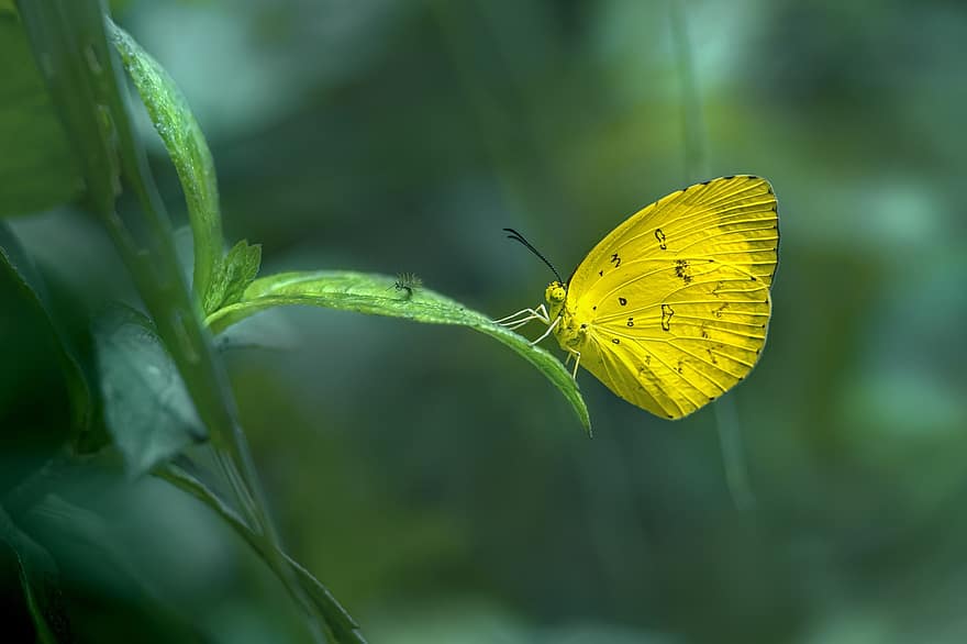motyl, owad, trawa pospolita żółta, entomologia, eurema hecabe, żółty motyl, flora, dzikiej przyrody, zbliżenie, zielony kolor, lato