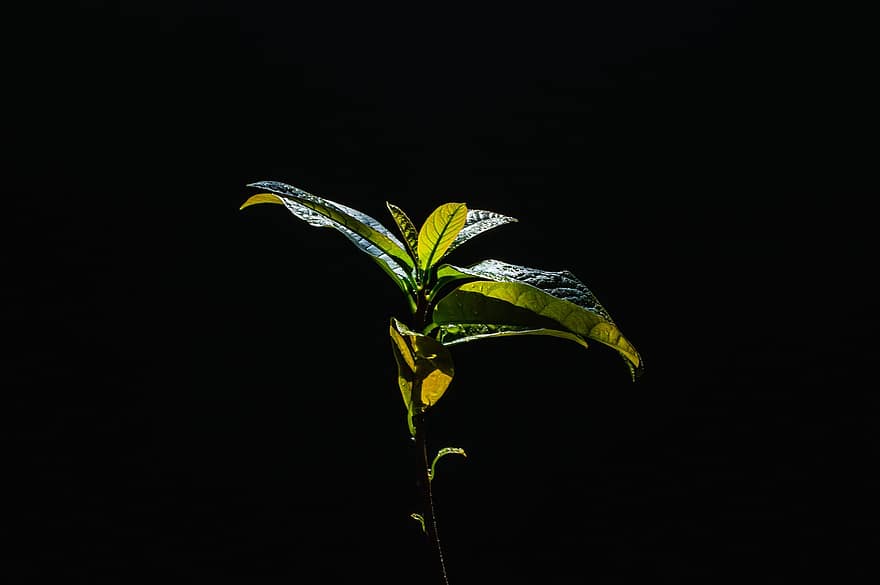 авокадо, листа, растение, младок, фиданка, шума, природа, светлина, тъмен