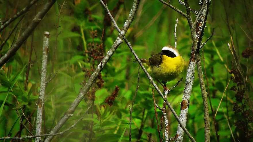 pássaro, Yellowthroat comum, ornitologia, espécies, fauna, animal, aviária, selvagem, animais selvagens
