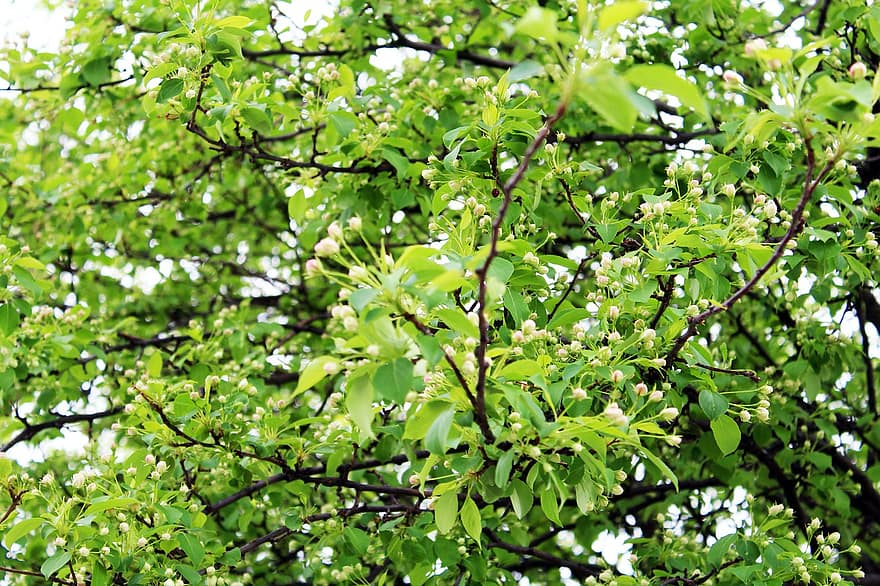 Ябълково дърво, пъпки, цветя, клонове, дърво, листо, клон, растение, зелен цвят, пролетно време, лято