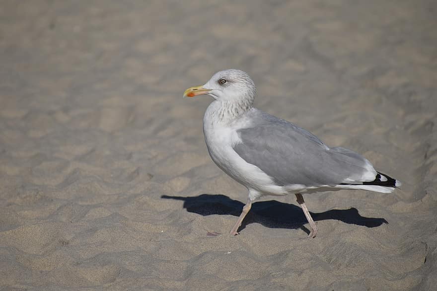 Seagull, Bird, Sand, Gull, Seabird, Animal, Wildlife, Plumage, Beak, Coast, Shore