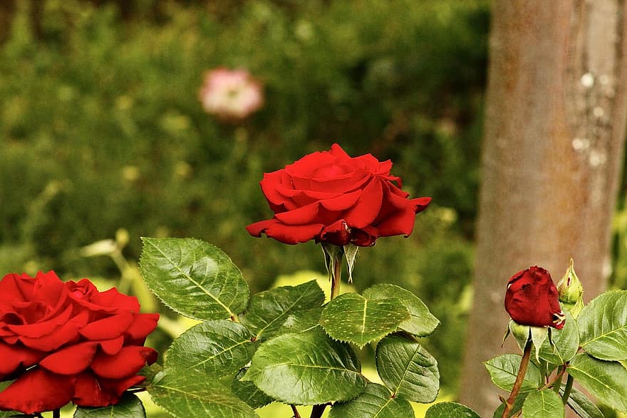 rózsa, virágok, növény, vörös rózsa, piros virágok, bimbó, virágzás, levelek, természet, levél növényen, virág