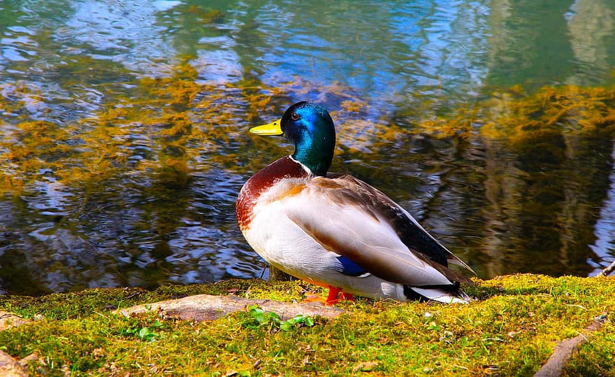 Pato, pájaro, lago, junto al lago, parque