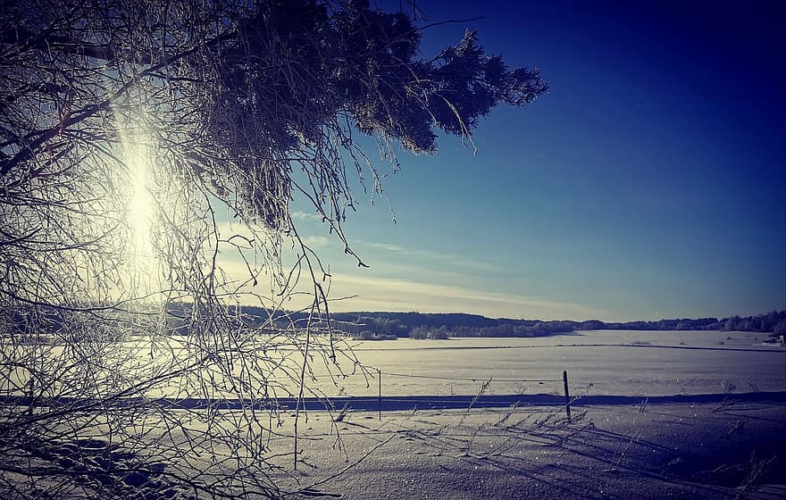дерево, снег, мороз, кора, зима, солнце, финский язык, Финляндия