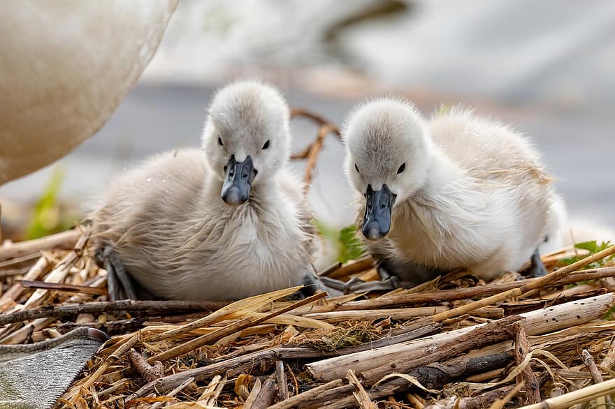 Cygnets, Swans, Nest, Birds, Young Swans, Animals, Waterfowls, Water Birds, Aquatic Birds, Feathers, Plumage