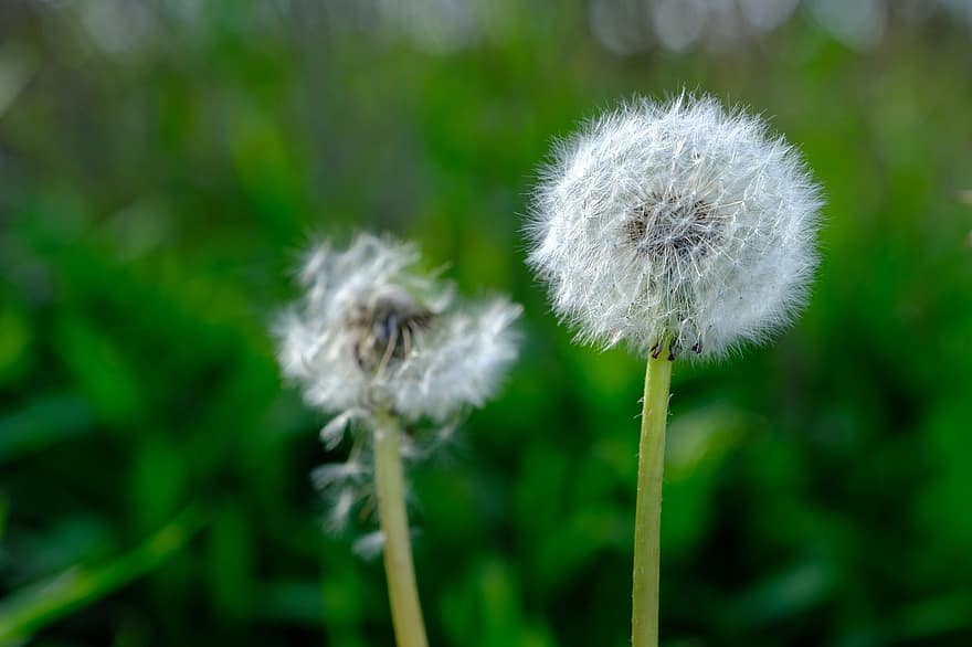 Dandelion, Flower, Seeds, Seed Head, Blowball, Fluffy, Pointed Flower, Plant, Flora, Meadow, Nature