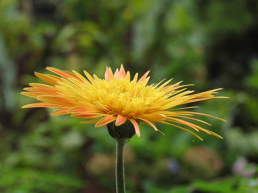 Flower, Gerbera
