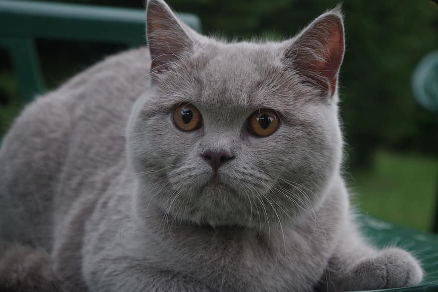 british shorthair, gato, animal, mascota, Gato domestico, felino, mamífero, linda, adorable