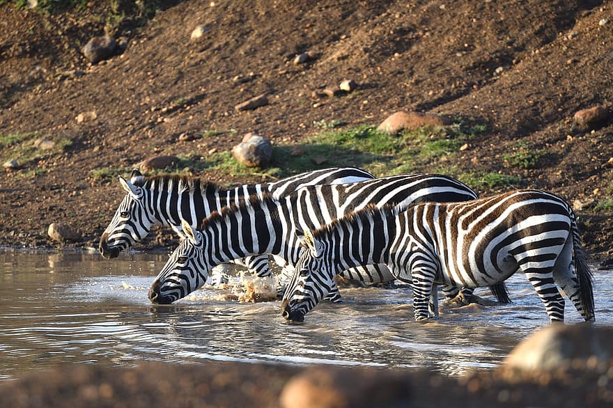 Zebra comum, animal, masai mara, África, animais selvagens, mamífero, zebra