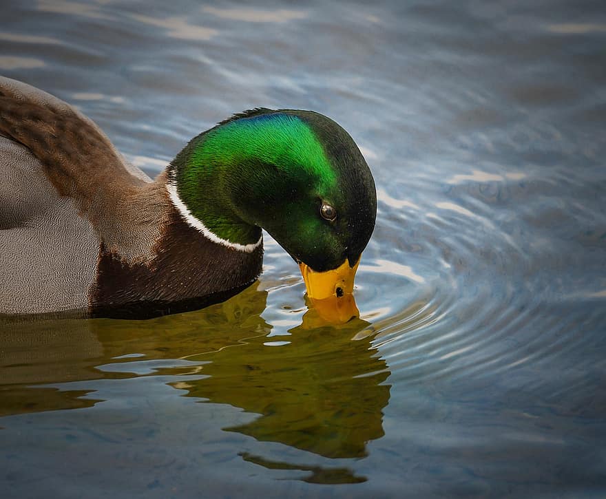 патица, зеленоглава патица, птица, клюн, питие, хане, вода