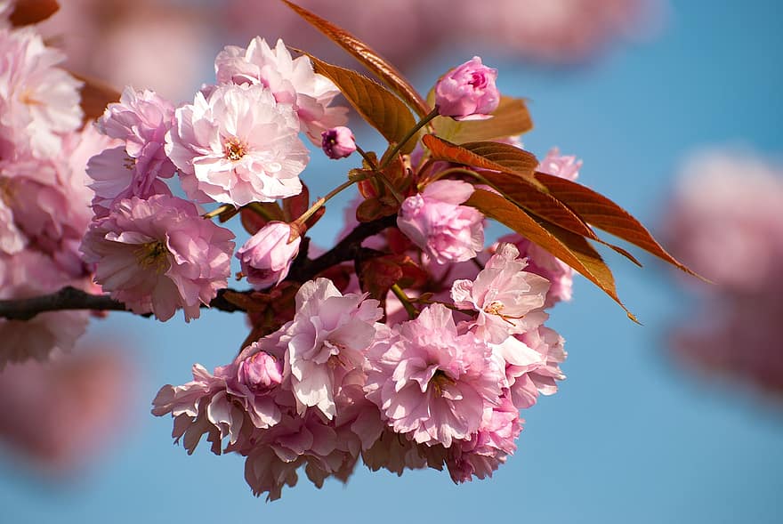 розови цветя, японска цъфтяща череша, Източна азиатска череша, черешов цвят, prunus serrulata, природа, пролетни цветя, пружина