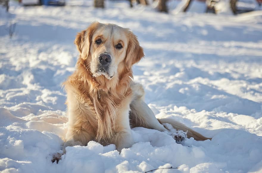 Labrador, perro, nieve, invierno, mascota, animal, nacional, canino, linda, mascotas, perro de raza pura