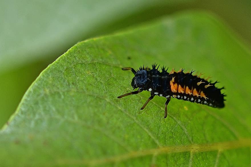 Ladybug, Larva, Insect, Close Up, Nature, Fauna, Beetle Larva, Leaf
