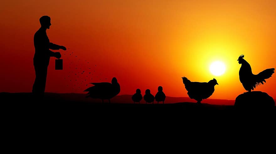غروب الشمس ، الحيوانات ، مزرعة ، دجاجة ، الديك ، بطة ، قوة ، الثروة الحيوانية ، دواجن ، طائر