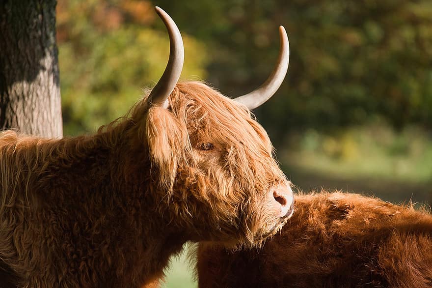 Highland Cattle, Cow, Livestock, Highland Cow, Cattle, Animal, Mammal
