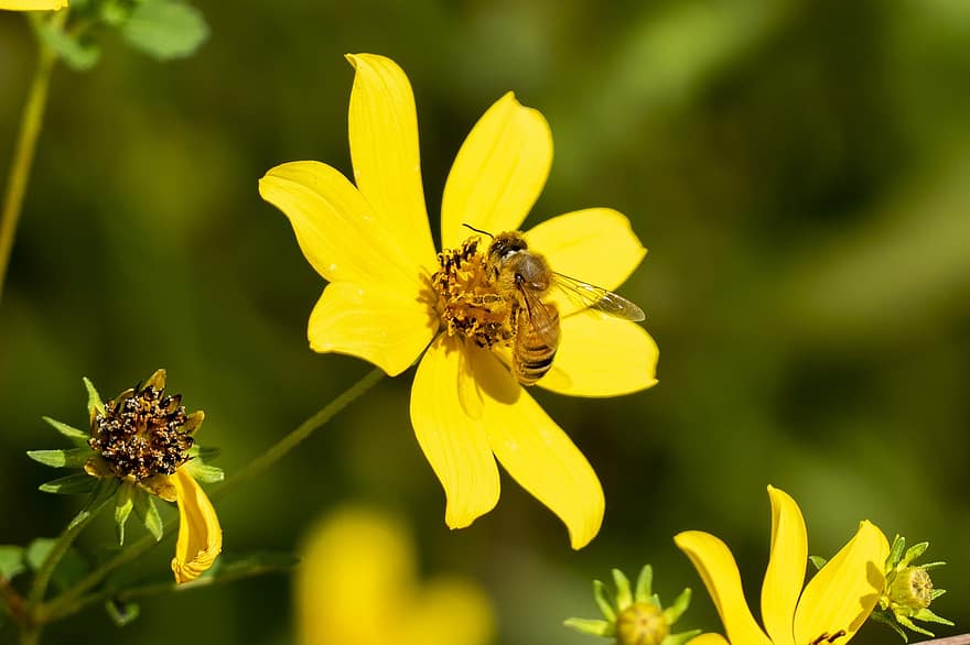 Biene, Blume, gelbe Blume, Insekt, Bestäubung, blühen, blühende Pflanze, Zierpflanze, Pflanze, Flora, Natur