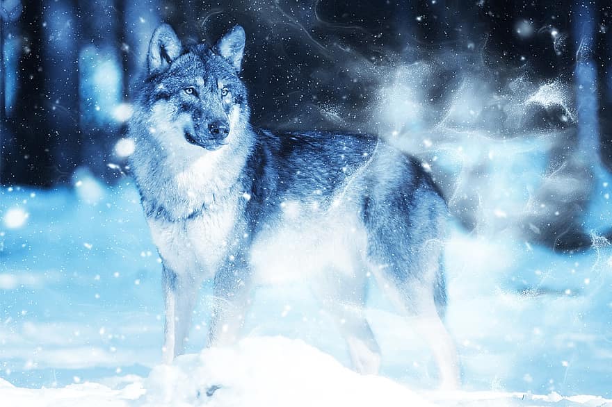 dier, wolf, sneeuw, kunst, wijnoogst, winter, natuur, roofdier, decoratief, blauwe dieren, blauwe kunst