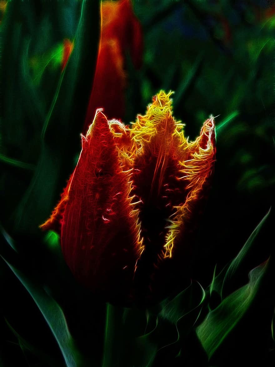 tulipán, fractalius, červená květina, květ, Příroda, rostlina, list, zahrada