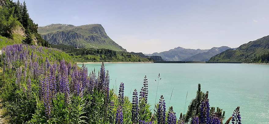 ežeras, pobūdį, kelionė, žvalgymas, lauke, gėlės, vanduo, vasara, kalnas, kraštovaizdį, žalia spalva