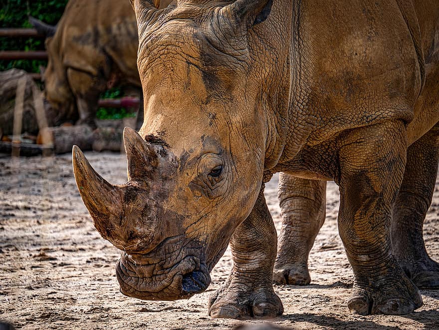 Rhinoceros, Rhino, Animal, Mammal, Horns, Large Animal, Wildlife, Animal World, Nature, Wilderness, Wildlife Photography
