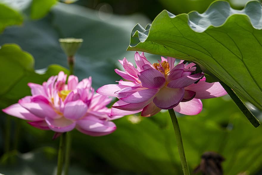 lotussen, bloemen, lotusbloemen, roze bloemen, bloemblaadjes, roze bloemblaadjes, lotus bladeren, bloeien, bloesem, waterplant, flora