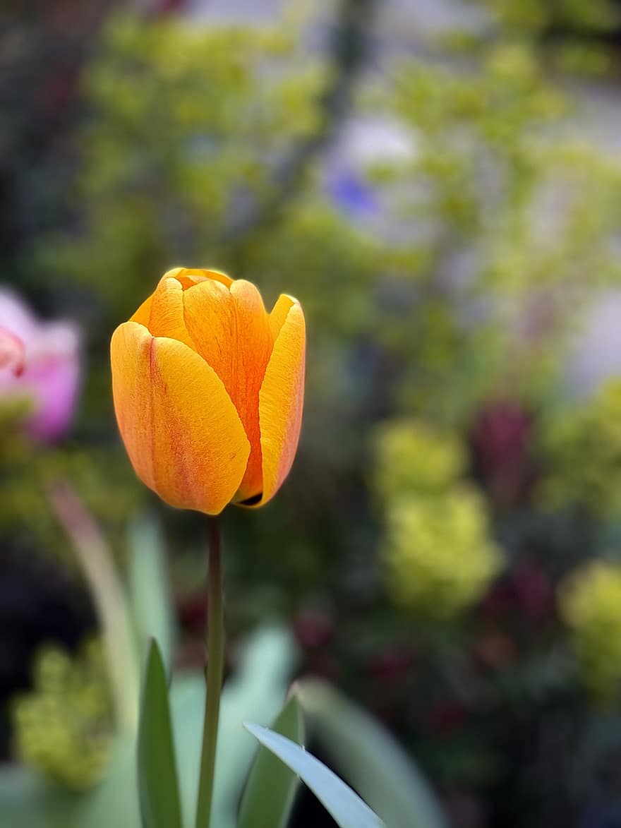 Tulpe, Blume, gelbe Tulpe, Garten, Frühling, Pflanze, Sommer-, Blütenkopf, Blatt, Nahansicht, Gelb