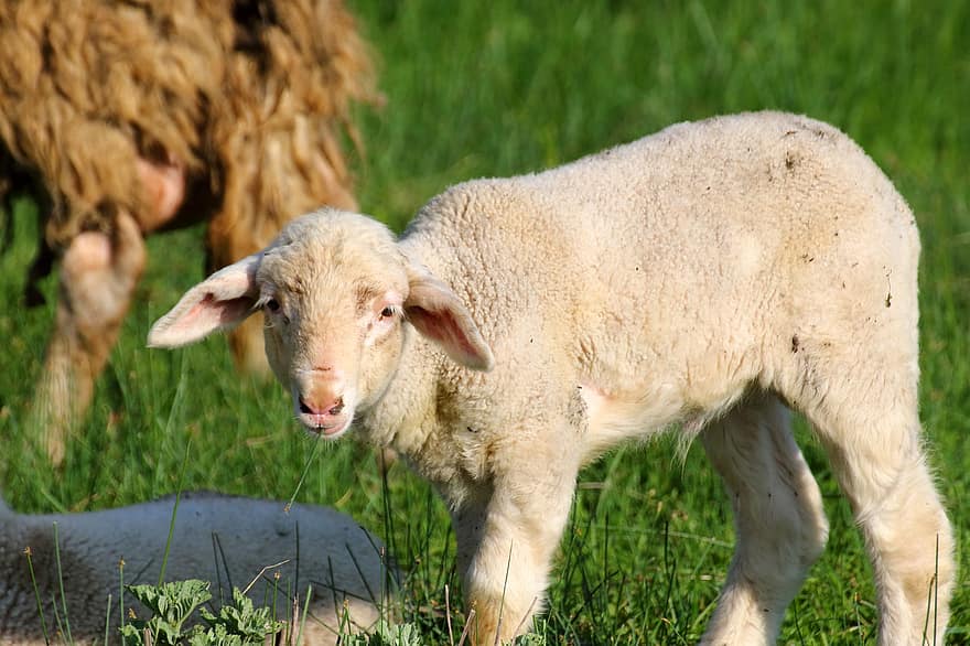 羊、子羊、ウール、群れ、牧草地、ファーム、動物、哺乳類、家畜、農村、草