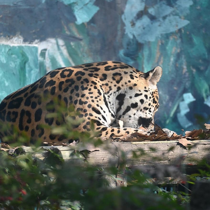 animal, leopardo, mamífero, especies, fauna
