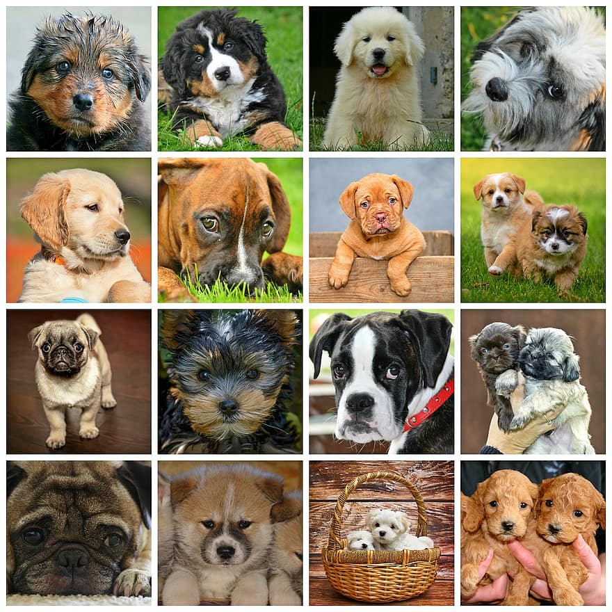 collage, honden, dieren, honden puppies, puppies, jonge dieren, huisdier, race, hondenras, dierenportret, hondenhoofd