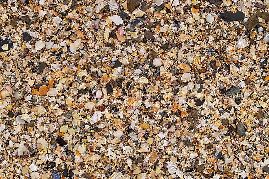 Shells, Seashells, Mont Saint Michel, Normandy, France