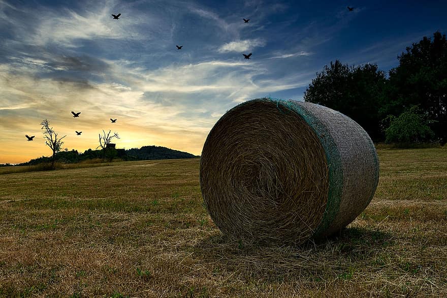 Field, Bale, Hay, Agriculture, Landscape, Harvest, Straw, Rural, Hay Bales, Sky, Country Life