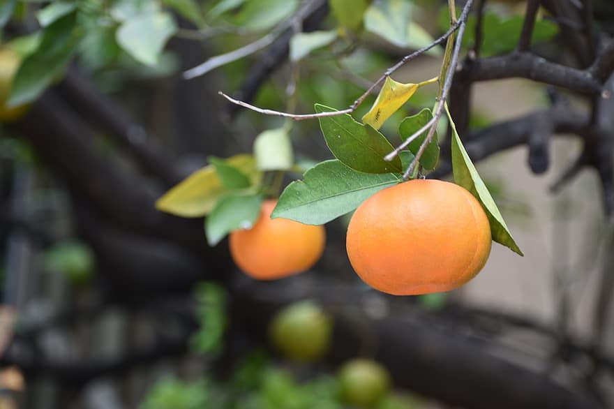 mandarin, frukt, träd, orange, gren, löv, hälsosam, vitaminer, näring, citrus-, organisk