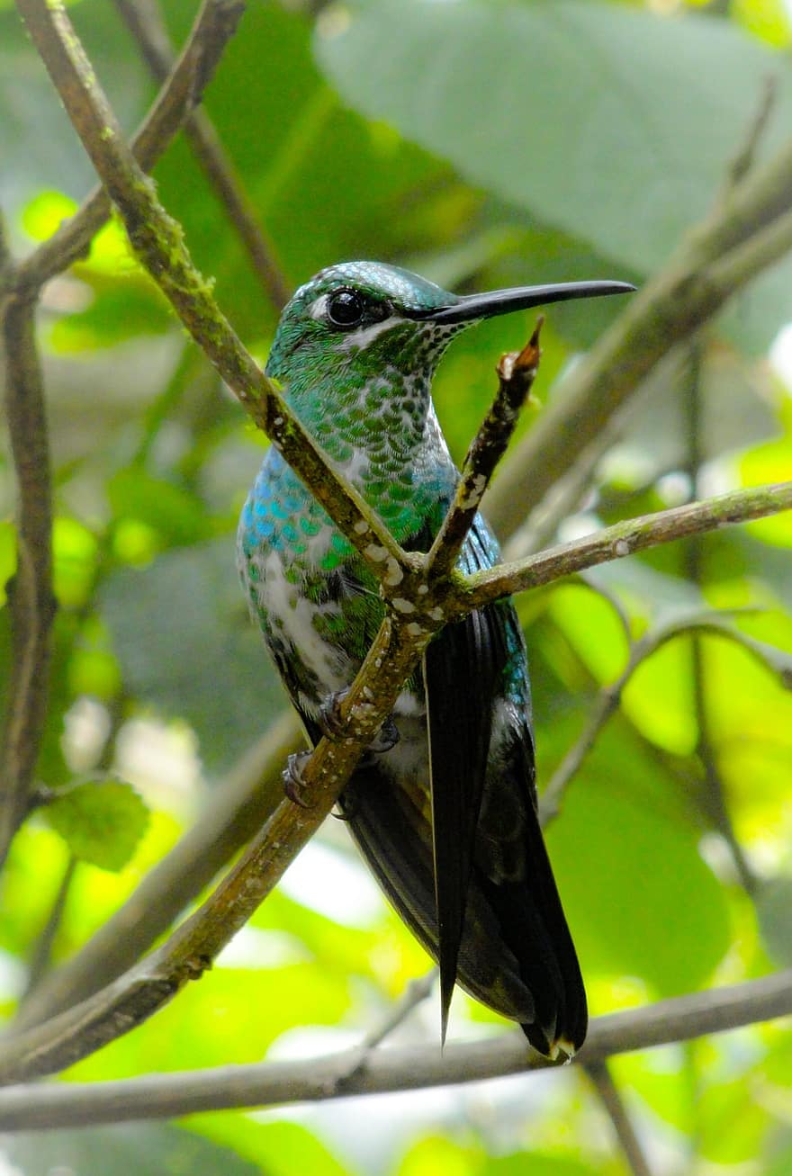 Hummingbird, Bird, Perched, Tit, Animal, Feathers, Plumage, Beak, Bill, Bird Watching, Ornithology