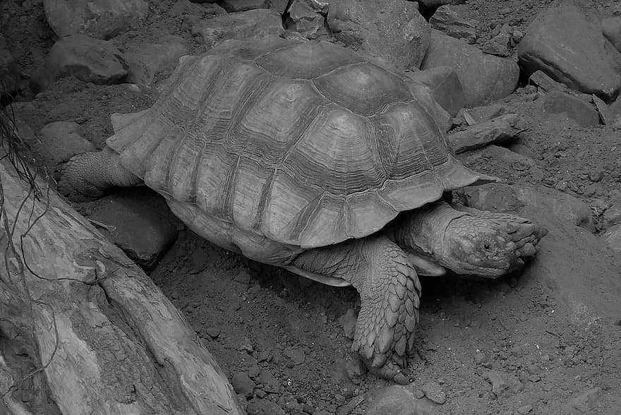 żółw olbrzymi, żółw, gigantyczne żółwie, ogród zoologiczny, czarny i biały, Natura, gad