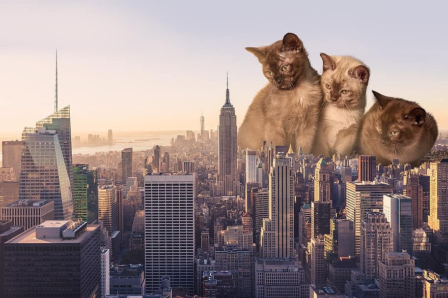 katter, stad, New York, husdjur, djur, felines, skyskrapor, byggnader, stadens centrum, urban, new york city